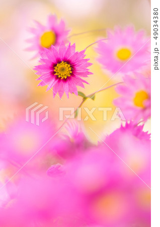 ローダンセ 49034380