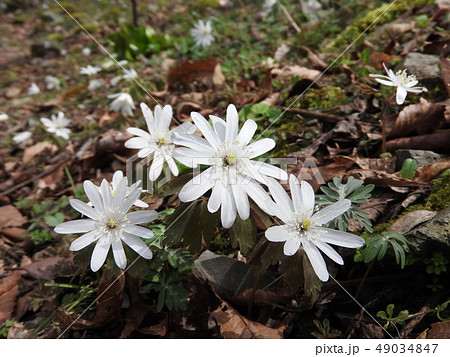 春先に咲く白い花「アズマイチゲ」 49034847