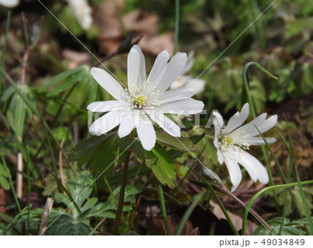 春先に咲く白い花「アズマイチゲ」 49034849