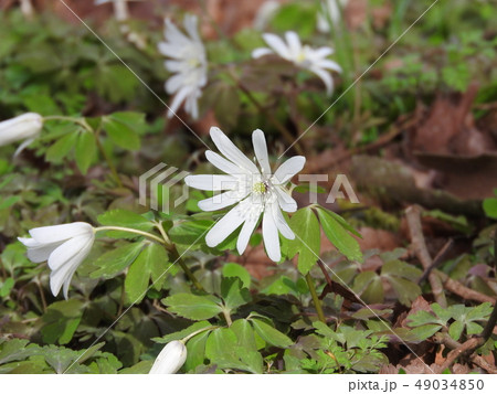 春先に咲く白い花「アズマイチゲ」 春先に咲く白い花「アズマイチゲ」 49034850