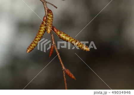 自然　植物　イヌシデ、雄花と雌花が咲く木でこちらは雄花。三月初めは固くしまった蕾状態 49034946