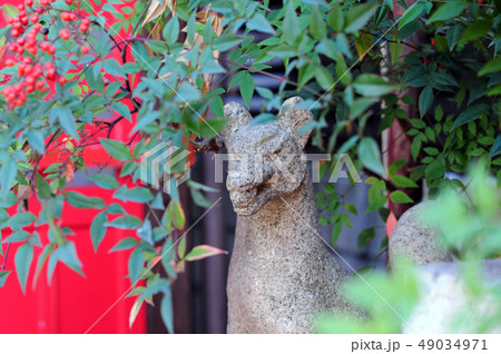 お稲荷さん-3 お稲荷さん-3 49034971