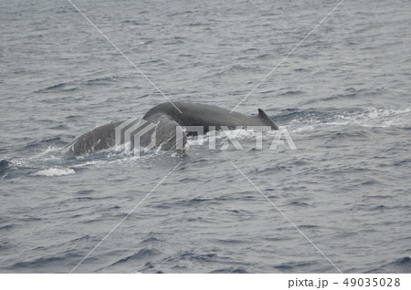潜行しようとするザトウクジラ(慶良間諸島 近海/沖縄県) 潜行しようとするザトウクジラ(慶良間諸島 近海/沖縄県) 49035028