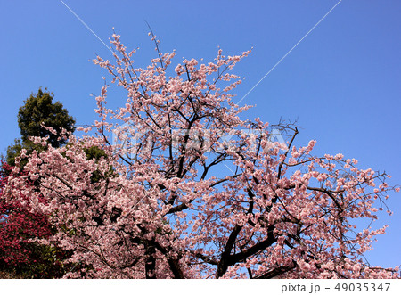 満開になった密蔵院の安行桜(1) 49035347