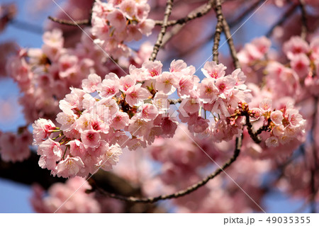 美しく咲き揃った密蔵院の安行桜(3) 美しく咲き揃った密蔵院の安行桜(3) 49035355