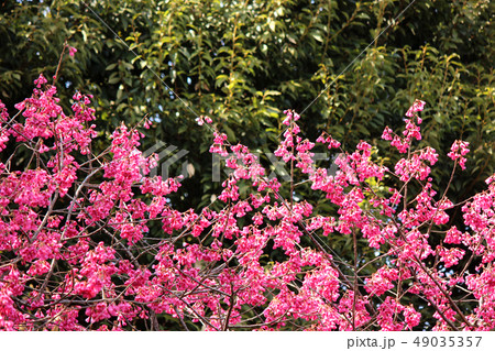 見頃を迎えた密蔵院のカンヒザクラ(1) 49035357