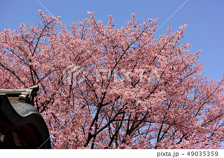満開になった密蔵院の安行桜(5) 満開になった密蔵院の安行桜(5) 49035359
