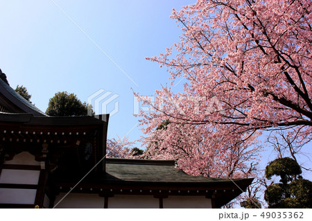 満開になった密蔵院の安行桜(8) 満開になった密蔵院の安行桜(8) 49035362