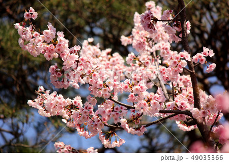 暖かい春の陽射しを浴びる密蔵院の安行桜(1) 暖かい春の陽射しを浴びる密蔵院の安行桜(1) 49035366