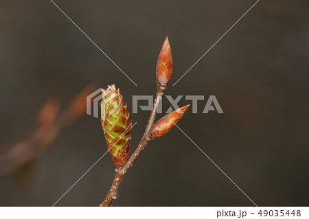 自然 植物 アカシデ、三月中旬の冬芽と雄花花序。蕾状態の花序はまだ垂れ下がっていません② 自然 植物 アカシデ、三月中旬の冬芽と雄花花序。蕾状態の花序はまだ垂れ下がっていません② 49035448