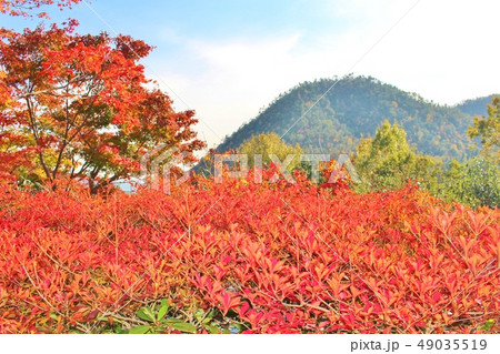 光悦寺　 49035519