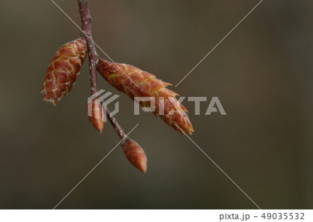 自然　植物　アカシデ、三月中旬の冬芽と雄花花序。名前の通り赤い色の蕾と雄花花序 49035532