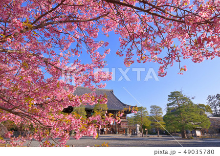 京都清凉寺の河津桜 京都清凉寺の河津桜 49035780