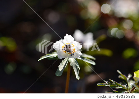 朝の陽ざしを浴びる一輪の花 朝の陽ざしを浴びる一輪の花 49035838