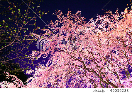 六義園・夜桜　枝垂桜　しだれ桜 49036288
