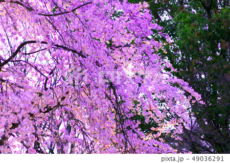 六義園・夜桜 枝垂桜 しだれ桜 六義園・夜桜 枝垂桜 しだれ桜 49036291
