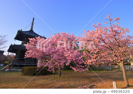京都清凉寺の河津桜 49036320