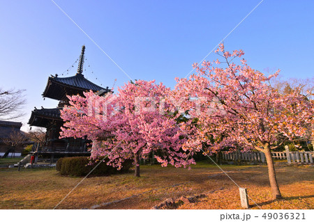 京都清凉寺の河津桜 49036321