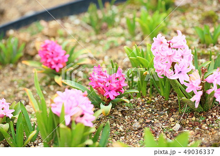 ヒヤシンスの花 49036337