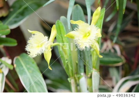 洋ランの花　リンコレリア 49036342