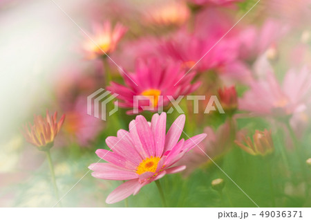 マーガレット マーガレット 49036371