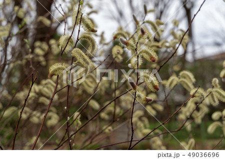 ネコヤナギ 49036696