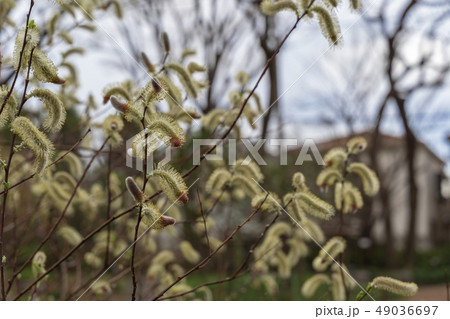 ネコヤナギ ネコヤナギ 49036697