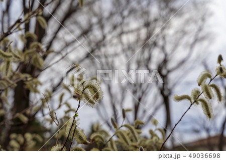 ネコヤナギ 49036698