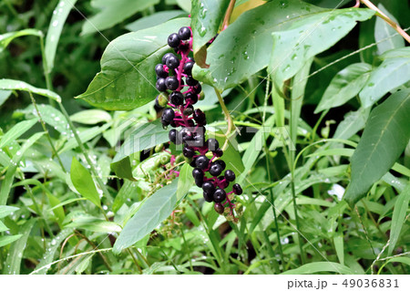 ヨウシュヤマゴボウの毒々しい実 49036831