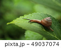 葉っぱの上のカタツムリ 49037074