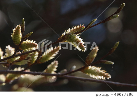 自然　植物　クマシデ、三月中旬。逆光で見る若い雄花の花序 49037296