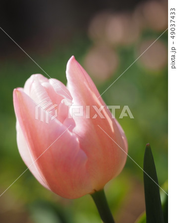 チューリップ 49037433