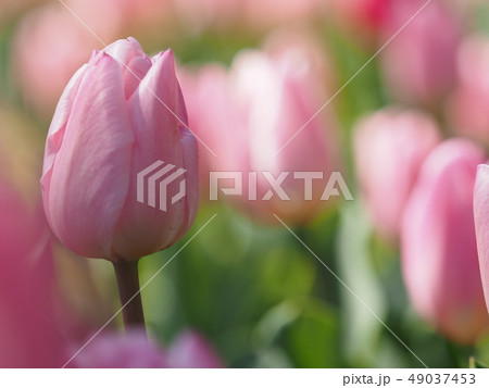 チューリップ 49037453