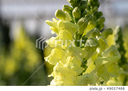 キンギョソウ 49037466