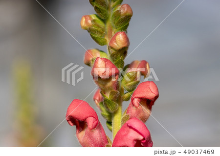 キンギョソウ キンギョソウ 49037469