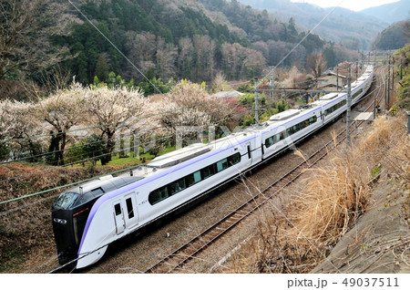 梅の花咲く山間を走る中央線E353系特急電車 49037511