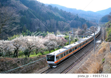 梅の花咲く山間を走る中央線E233系通勤電車 49037512
