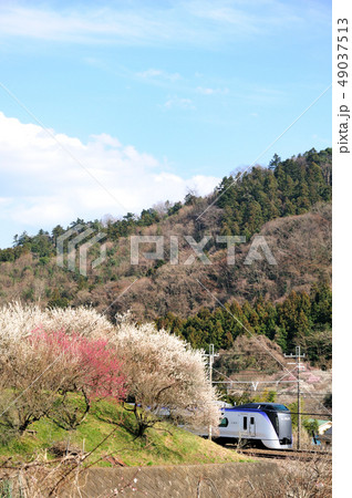 紅白の梅の花咲く梅林と中央線E353系特急電車 49037513