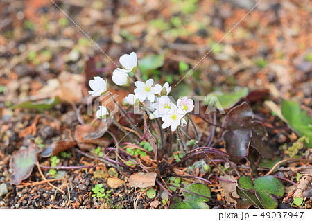 オオミスミソウの花 49037947