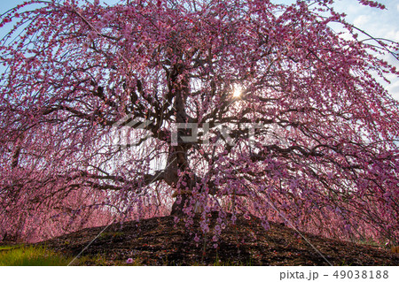 鈴鹿の森庭園の梅まつり 49038188