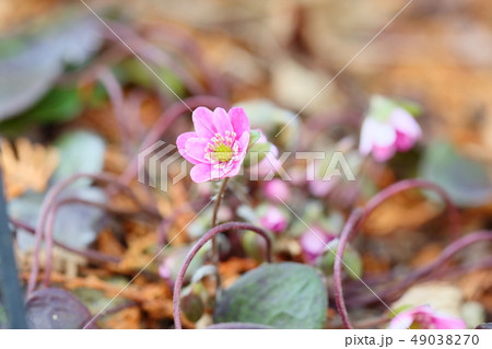 オオミスミソウの花 49038270