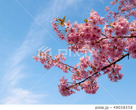 鈴鹿の森庭園の梅まつり 鈴鹿の森庭園の梅まつり 49038358
