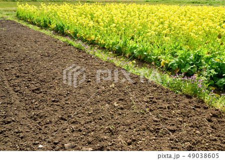 菜の花畑 春の風景 春の訪れ 早春イメージ 春イメージ 菜の花畑 春の風景 春の訪れ 早春イメージ 春イメージ 49038605