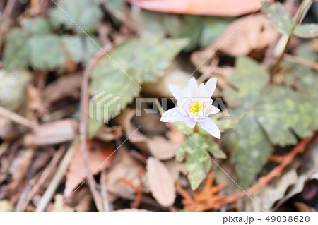 ユキワリイチゲの花 49038620