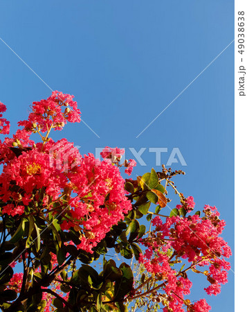 ベロン木 49038638