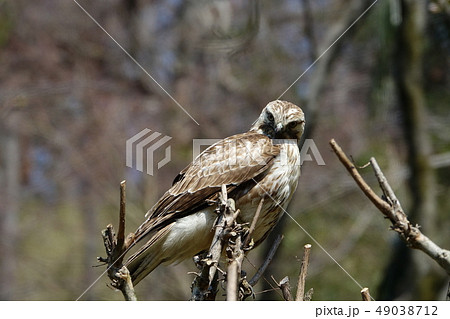 ノスリ ノスリ 49038712