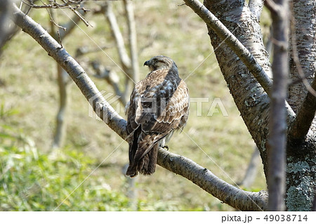 ノスリ ノスリ 49038714