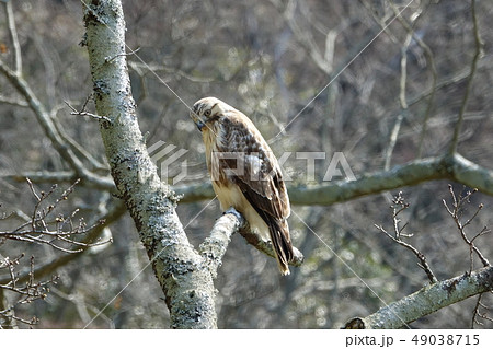 ノスリ ノスリ 49038715