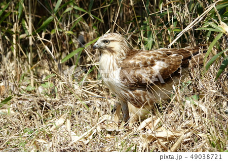 ノスリ ノスリ 49038721