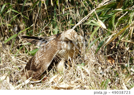 ノスリ ノスリ 49038723